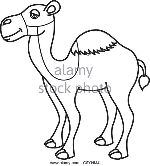 487x540 Arabian Camel Black And White Stock Photos Amp Images