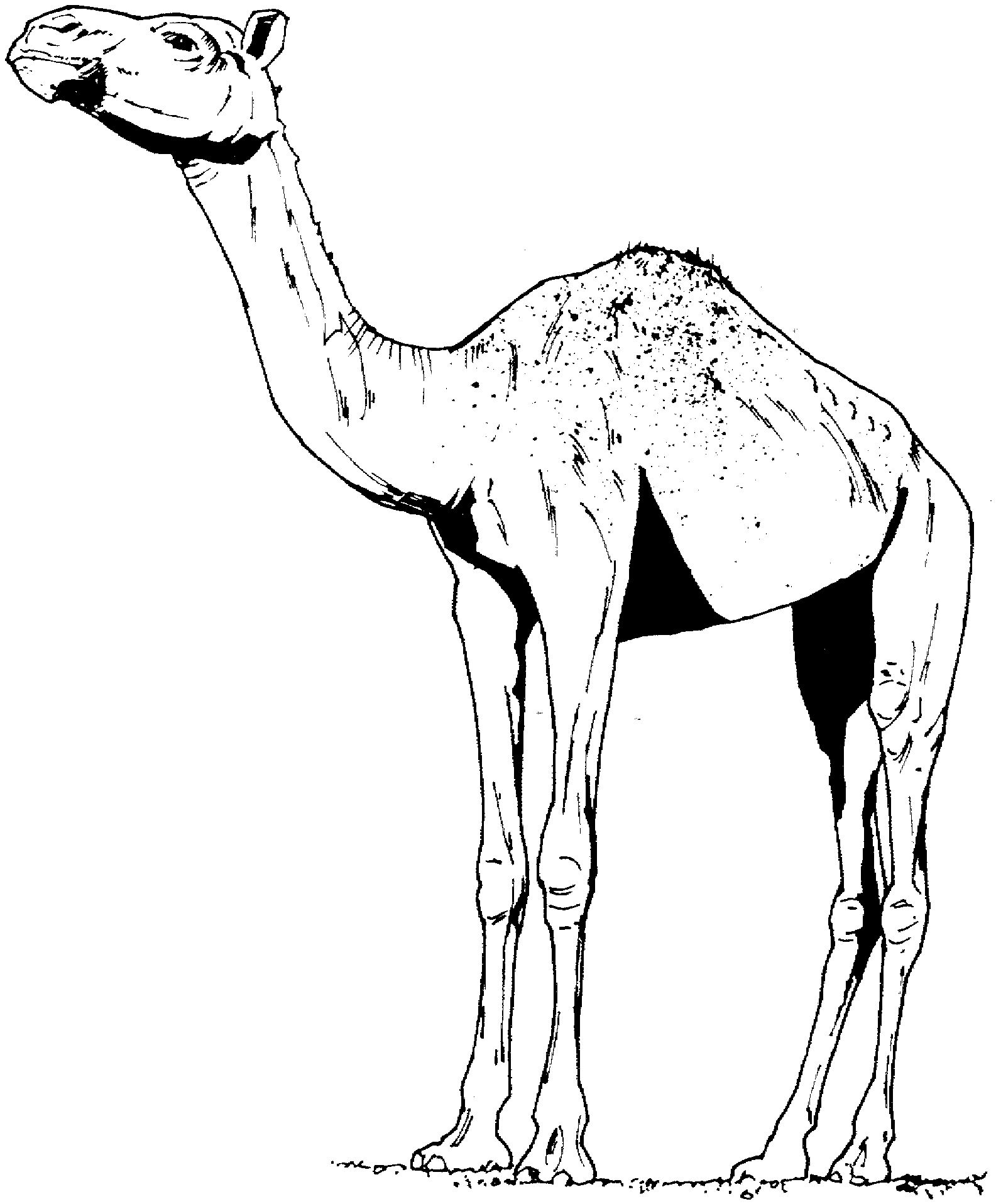 1585x1915 Free Camel Coloring Pages