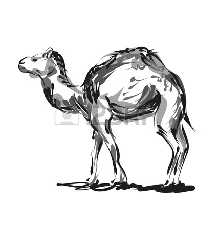 428x450 Vector Line Sketch A Camel Royalty Free Cliparts, Vectors,