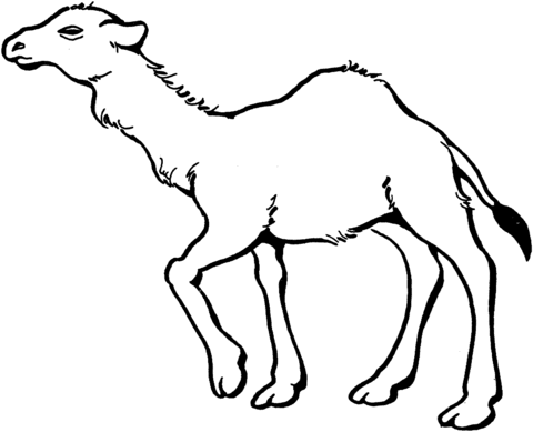 480x389 Young Dromedary Camel Coloring Page Free Printable Coloring Pages