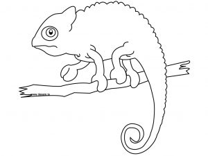 300x225 Download Chameleon Animal Coloring Pages