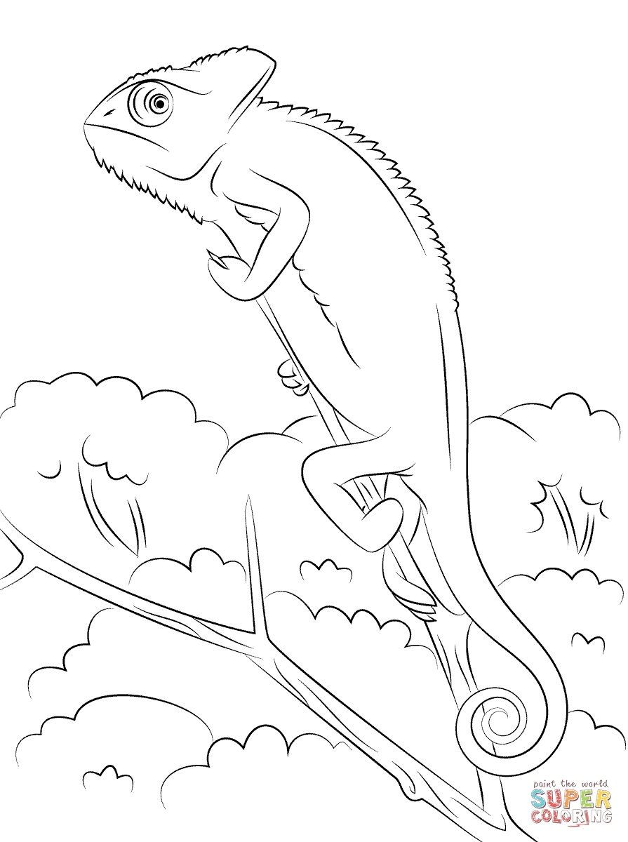 895x1200 Awesome Chameleon Coloring Pages Printable Images