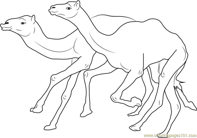 800x561 Camel Racing Coloring Page