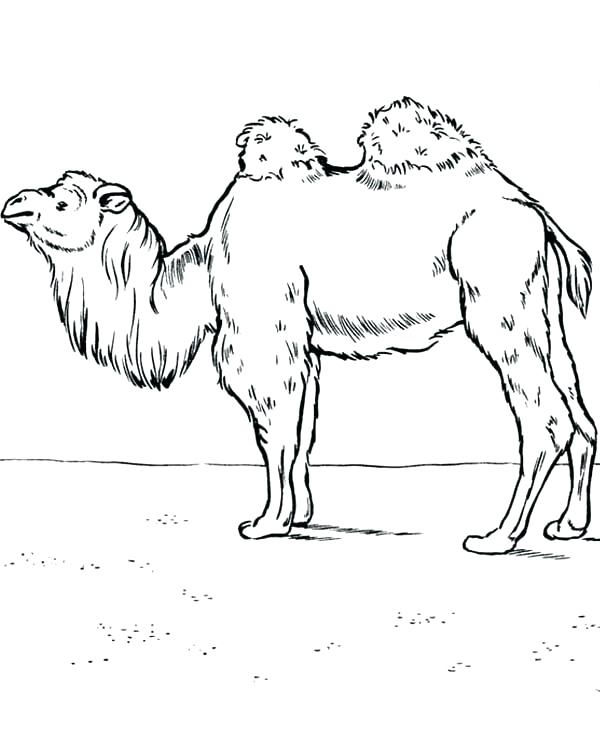 600x734 Camels Coloring Pages Free Hippie Camel Coloring Page Colored