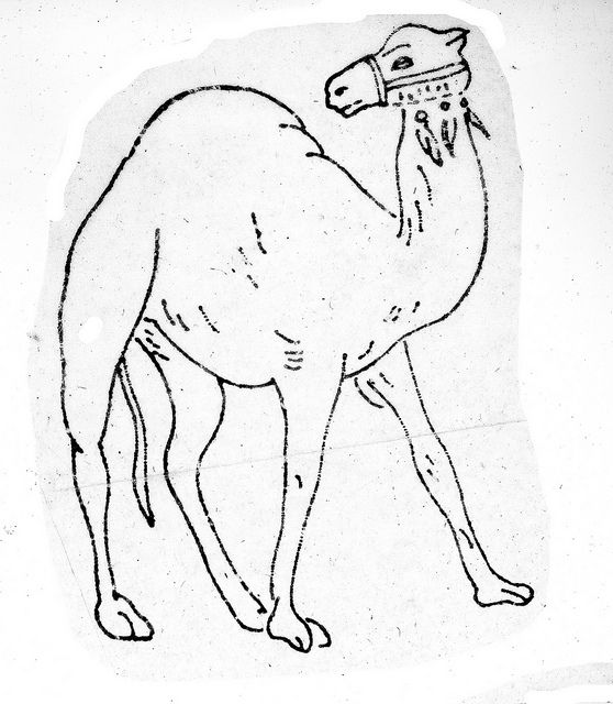 558x640 19 Best Camels Images On Camels, Camel And Animal Kingdom