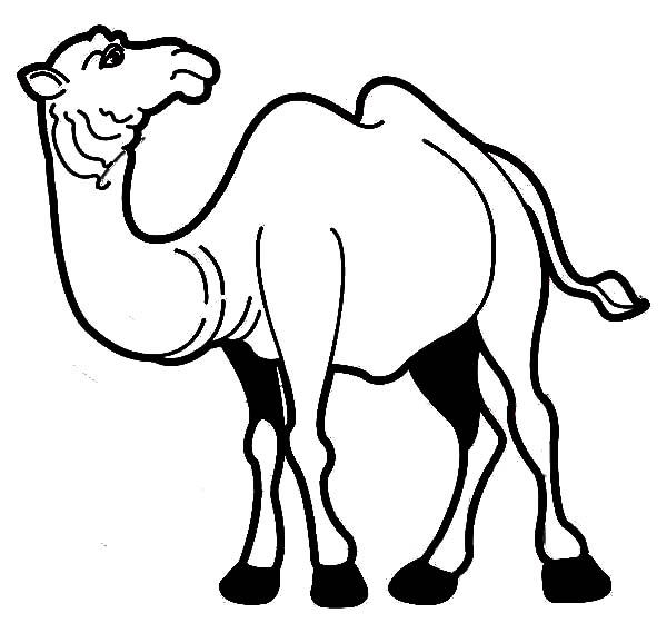 600x569 Drawn Camels Coloring Page
