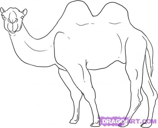 520x423 Pin By Shawna Apps On Vbs 2013 Camels