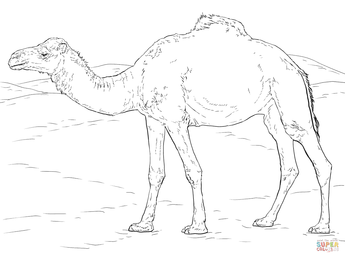 1200x900 Realistic Dromedary Camel Coloring Page Free Printable Coloring