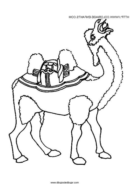 530x748 Dibujos De Dromedarios Para Imprimir Archives Drawing Drawings