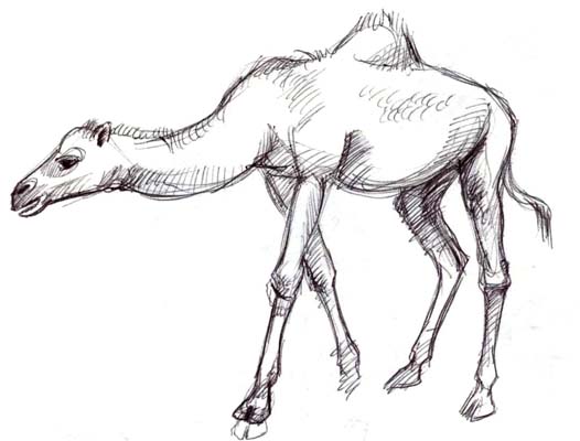 526x400 Art By Jeane Nevarez Camel