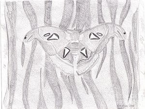 300x225 Camouflage Drawings