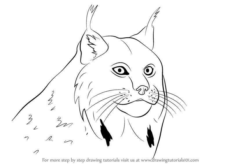 800x566 Learn How To Draw A Canada Lynx Face (Wild Animals) Step By Step