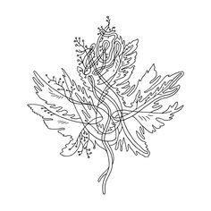 236x236 Canadian Maple Leaf Colouring Page With Abstract Drawing In Mind