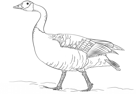 480x333 Canadian Goose Walking Coloring Page Free Printable Coloring Pages