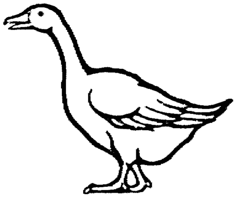 480x401 Domestic Goose Coloring Page Free Printable Coloring Pages