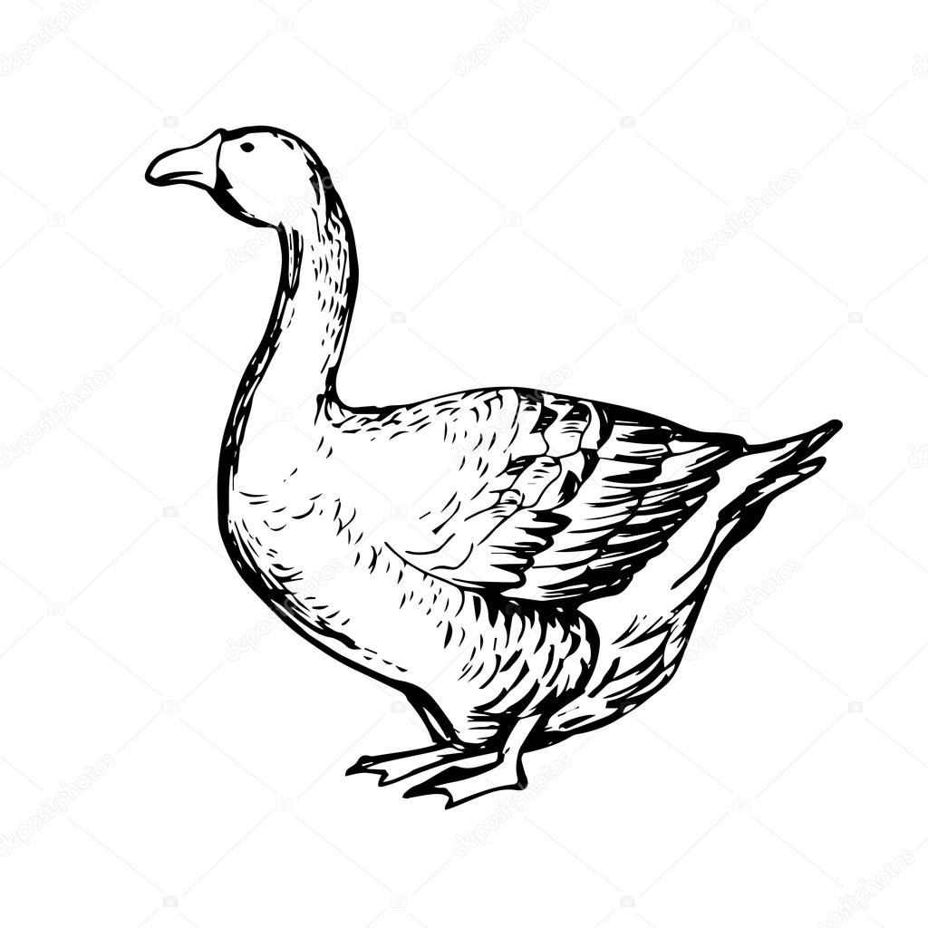 1024x1024 Hand Drawn Black And White Goose Stock Vector Naniti