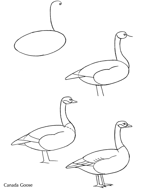 594x750 How To Draw Birds. How To Draw Barnacle Goose. How To Draw