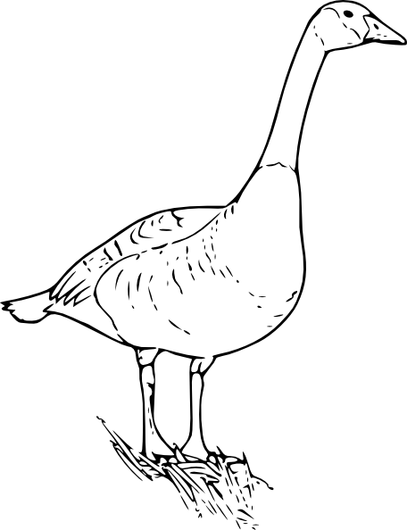 456x594 Canada Goose Clip Art