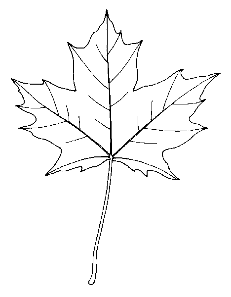 Canada Maple Leaf Drawing at GetDrawings | Free download