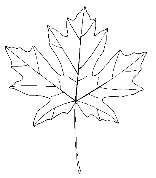 526x600 Bigleaf Maple