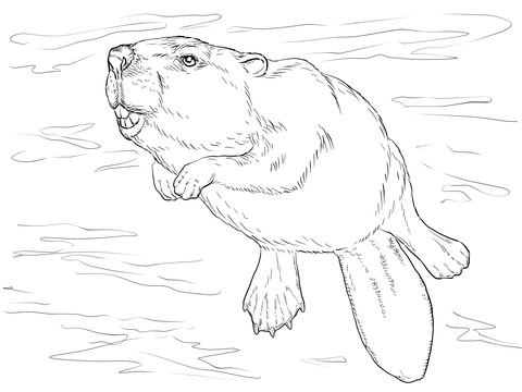 480x360 Swimming Beaver Coloring Page Free Printable Coloring Pages