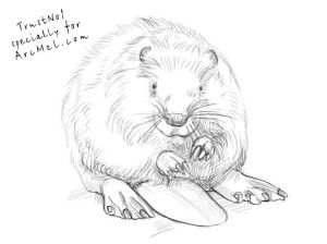 300x224 25 Best How Draw Beavers Images On Beavers, How
