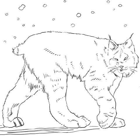 480x476 Canadian Lynx Coloring Page Free Printable Coloring Pages