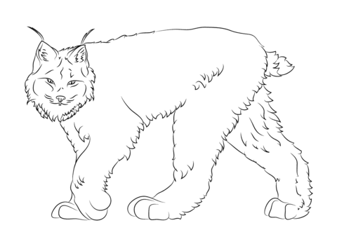 480x358 Walking Canadian Lynx Coloring Page Free Printable Coloring Pages
