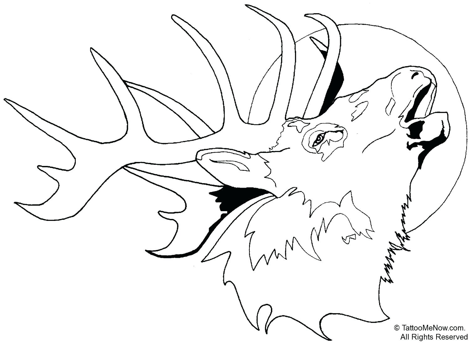 1500x1095 Coloring Moose Coloring Page Elk Pages Free Deer Head Stencil