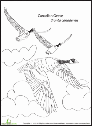 301x411 Canadian Geese Worksheet