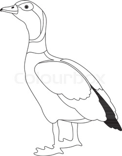 250x320 Vector Drawing Of White Goose Stock Vector Colourbox