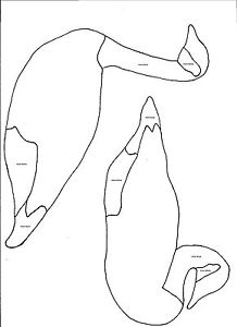218x300 Canadian Goose Felt Pattern Details About 24 Canada Goose