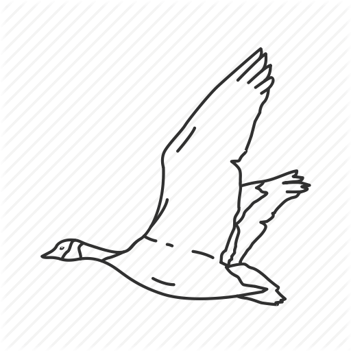 512x512 Bird, Canadian, Canadian Goose, Common Bird, Flying, Goose