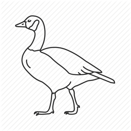 512x512 Bird, Canadian, Common Bird, Goose Icon Icon Search Engine