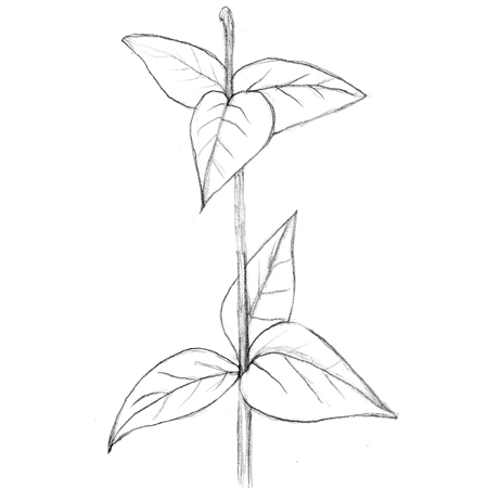 450x450 Canadian Wildlife Federation Whorled Leaves