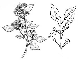 299x229 Civilization.ca