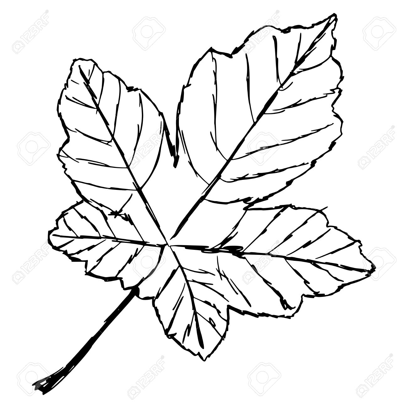 1300x1300 Hand Drawn, Sketch, Cartoon Illustration Of Yellow Leaf Royalty
