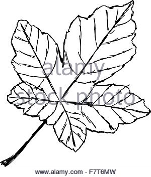 300x353 Hand Drawn Maple Leaf Canada Day Card In Vector Format Stock