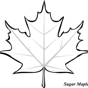 300x300 Maple Leaves Coloring Sheets Maple Leaf Coloring Page
