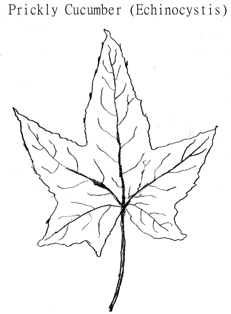 800x1084 Poisonous Plants Nature's Restaurant A Complete Wild Food Guide