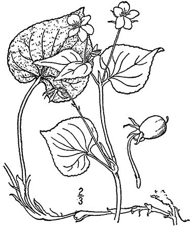 380x445 Canada Violet, Viola Canadensis L.