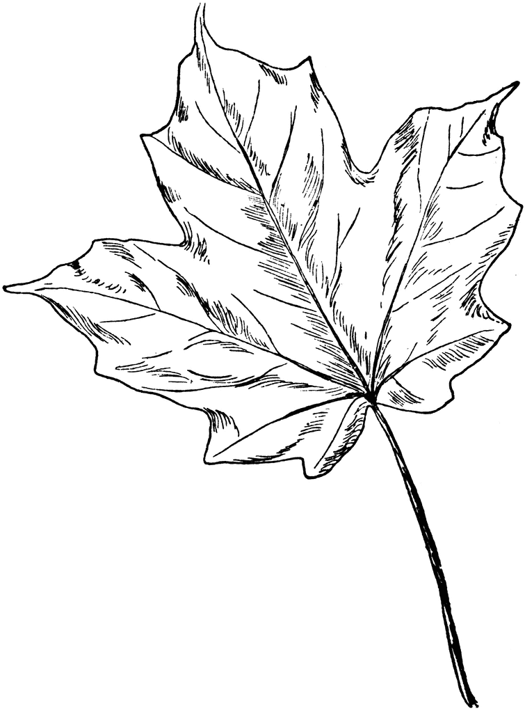 755x1024 Drawn Leaf Sugar Maple Leaf