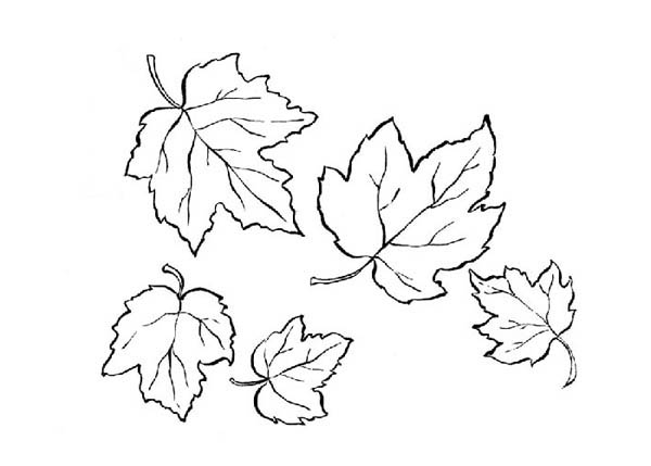 600x429 Drawn Maple Leaf Fall Leaves