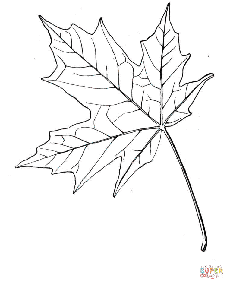 763x945 Maple Coloring Pages