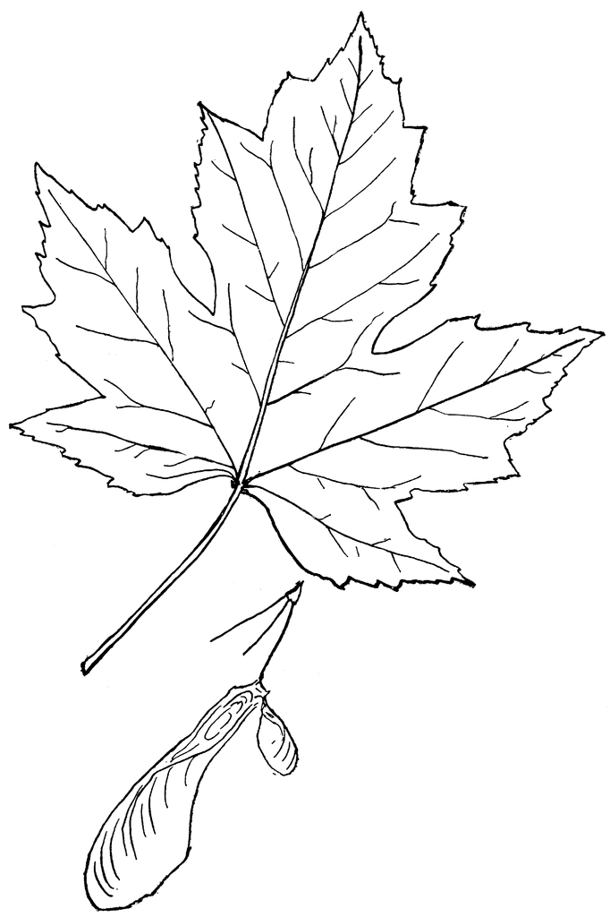 682x1024 Maple Leaf Outline