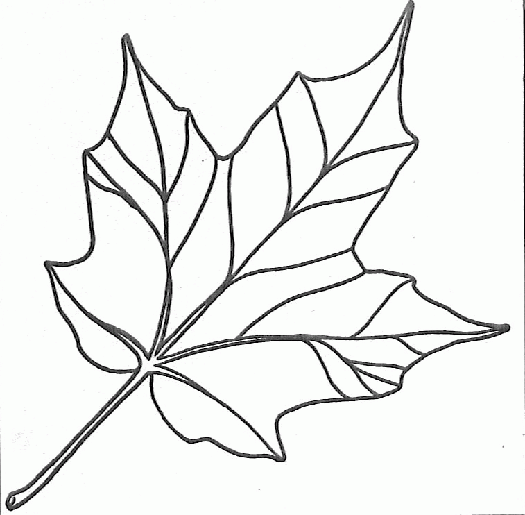 757x742 Maple Leaf Template Printable