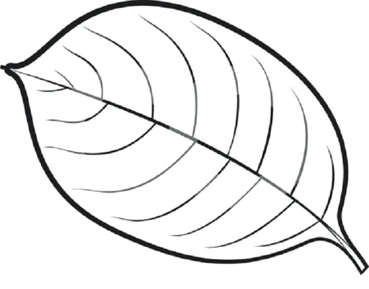728x569 Outline Of A Maple Leaf Maple Leaves Coloring Pages Leaf Sketch