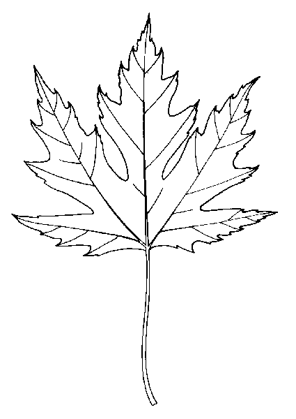 Canadian Maple Leaf Drawing at GetDrawings | Free download