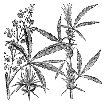 342x338 Differences Between Cannabis And Hemp