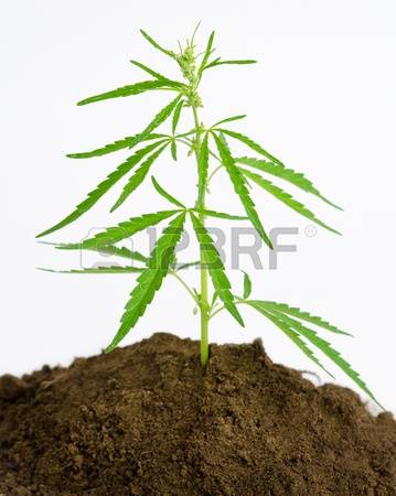 359x450 Drawn Cannabis Needle